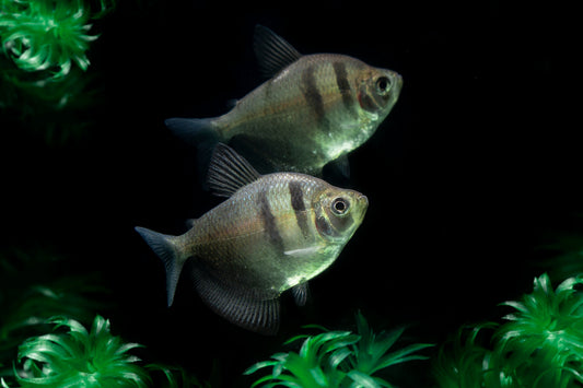 Black Skirt Tetra