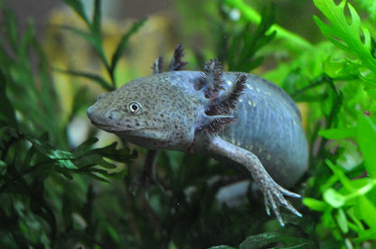 Axolotl