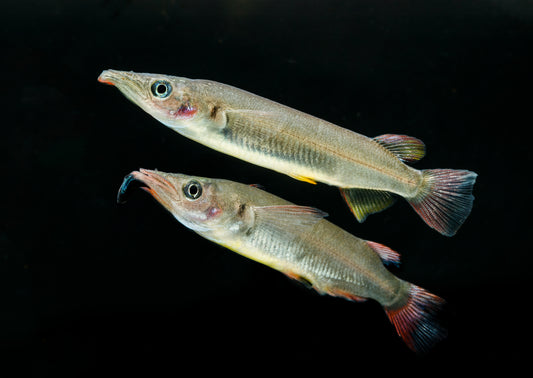 Celebese Halfbeak
