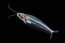 Glass Catfish