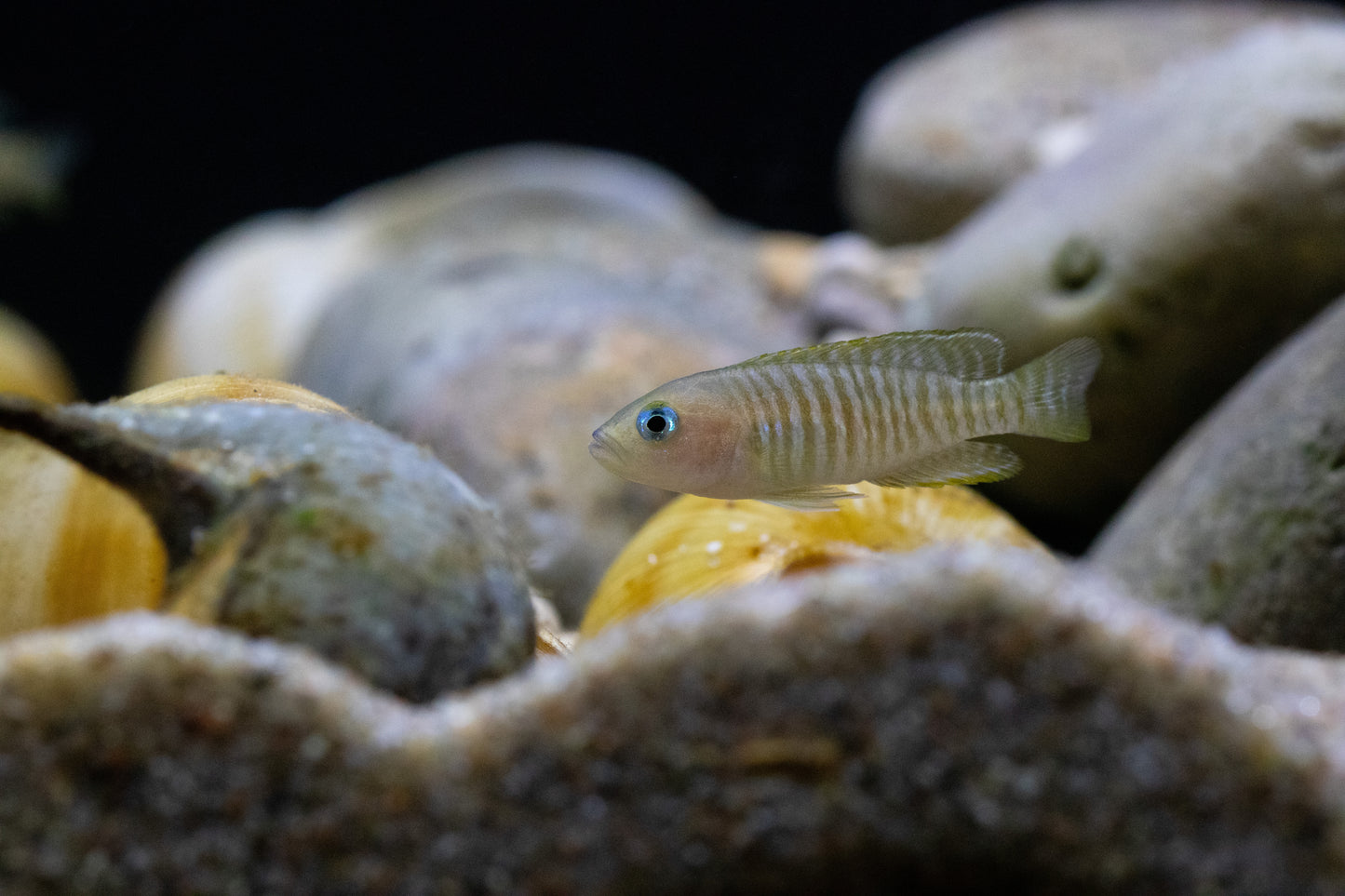 Multi Shell Dweller Cichlid-1-2"
