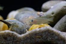 Multi Shell Dweller Cichlid-1-2"