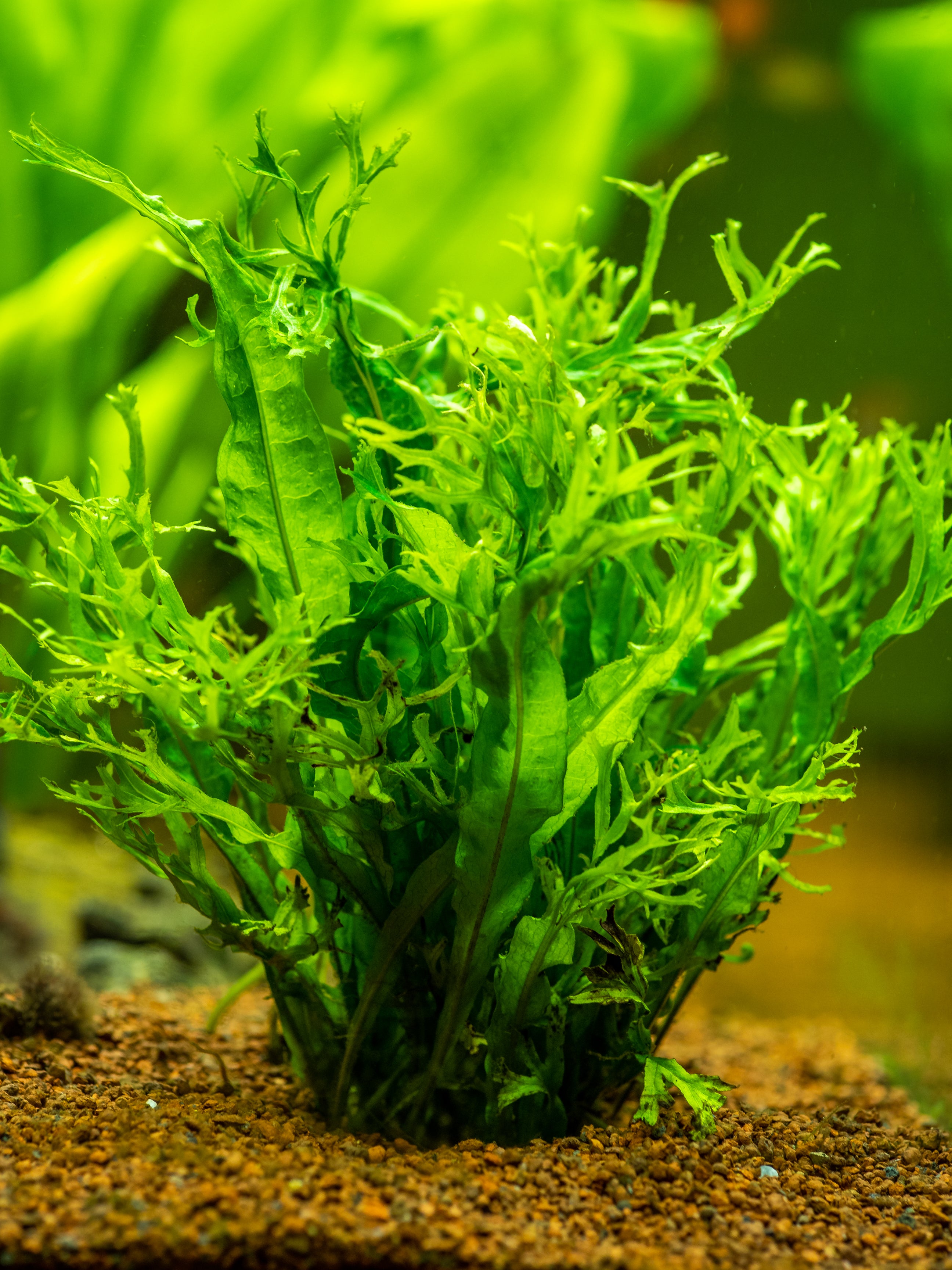 Java Fern 'Windelov' – Nu Aqua