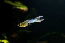 Japanese Blue Double Swordtail Endler's - TRIO