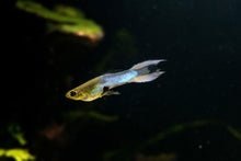 Japan Blue Double Sword Endler's Pairs- Locally Bred