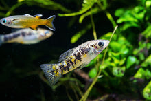 Cuban Limia S