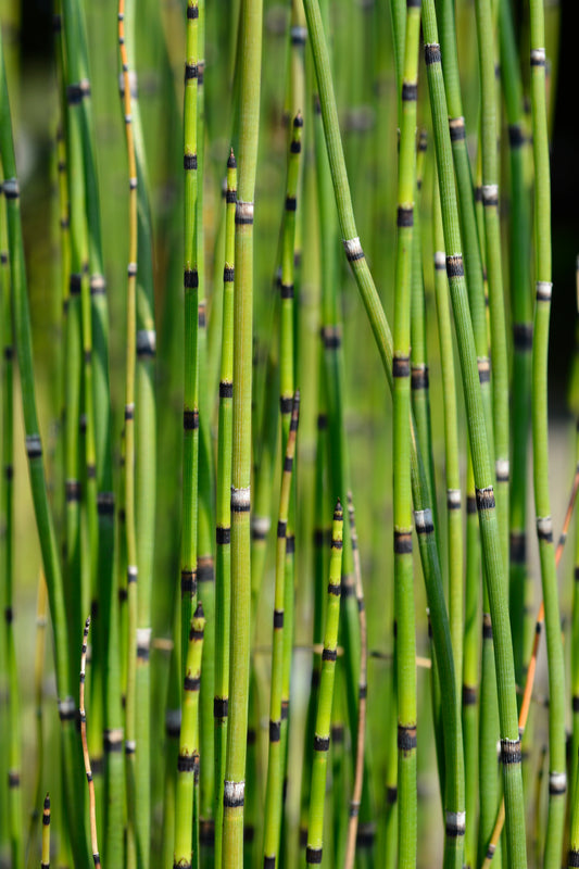 Horsetail Rush - 4" Pot