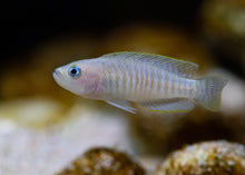 Multi Shell Dweller Cichlid-1-2"