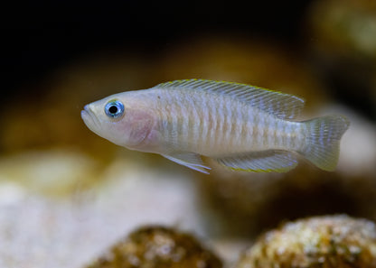 Multi Shell Dweller Cichlid-1-2"