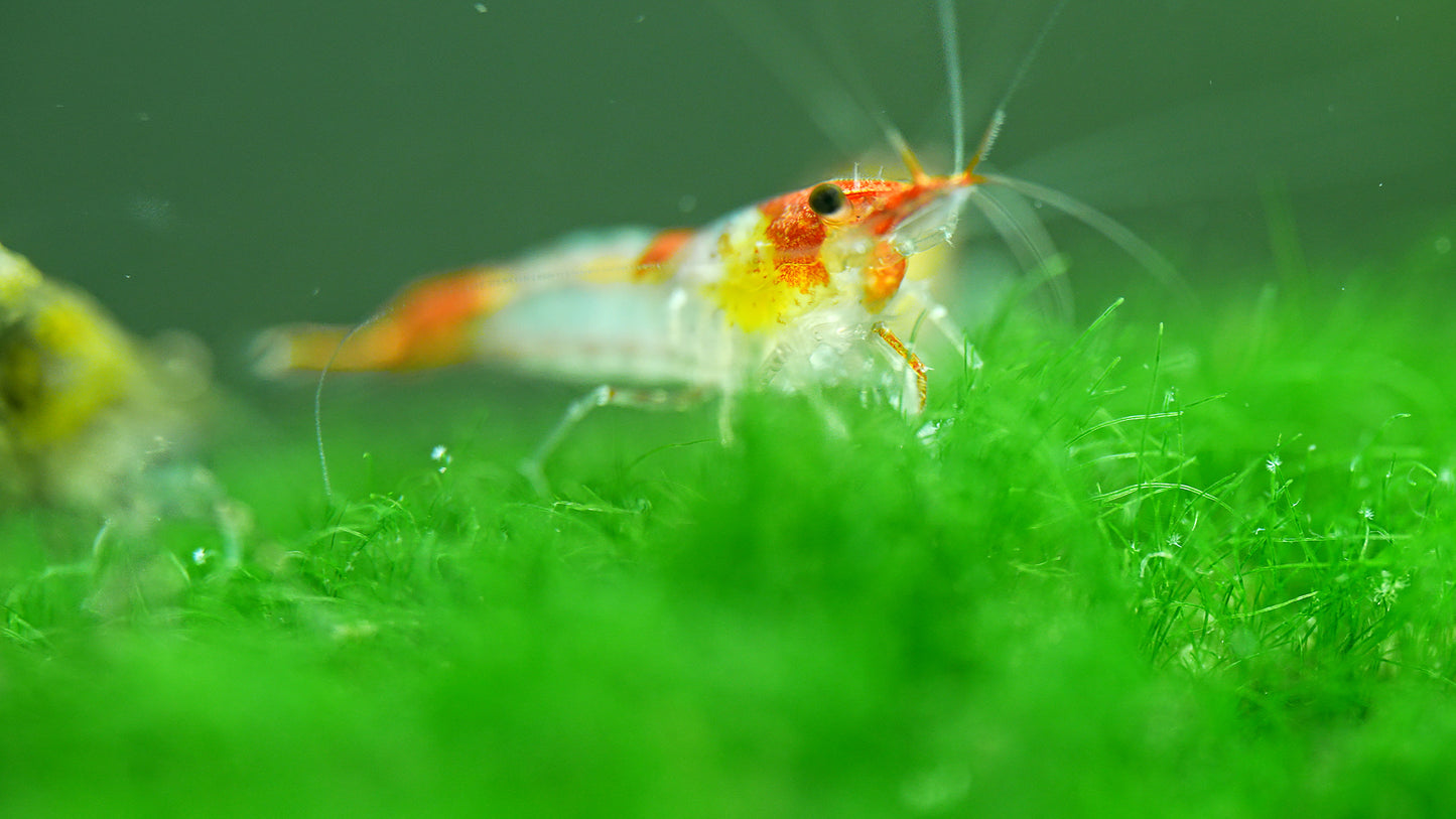 Orange Rili Shrimp- 5 Pack