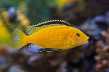 Yellow Labidochromis XL