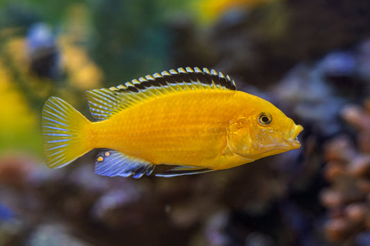 Yellow Labidochromis XL