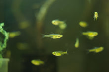 Kubotai Rasbora
