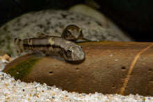 Panda Loach