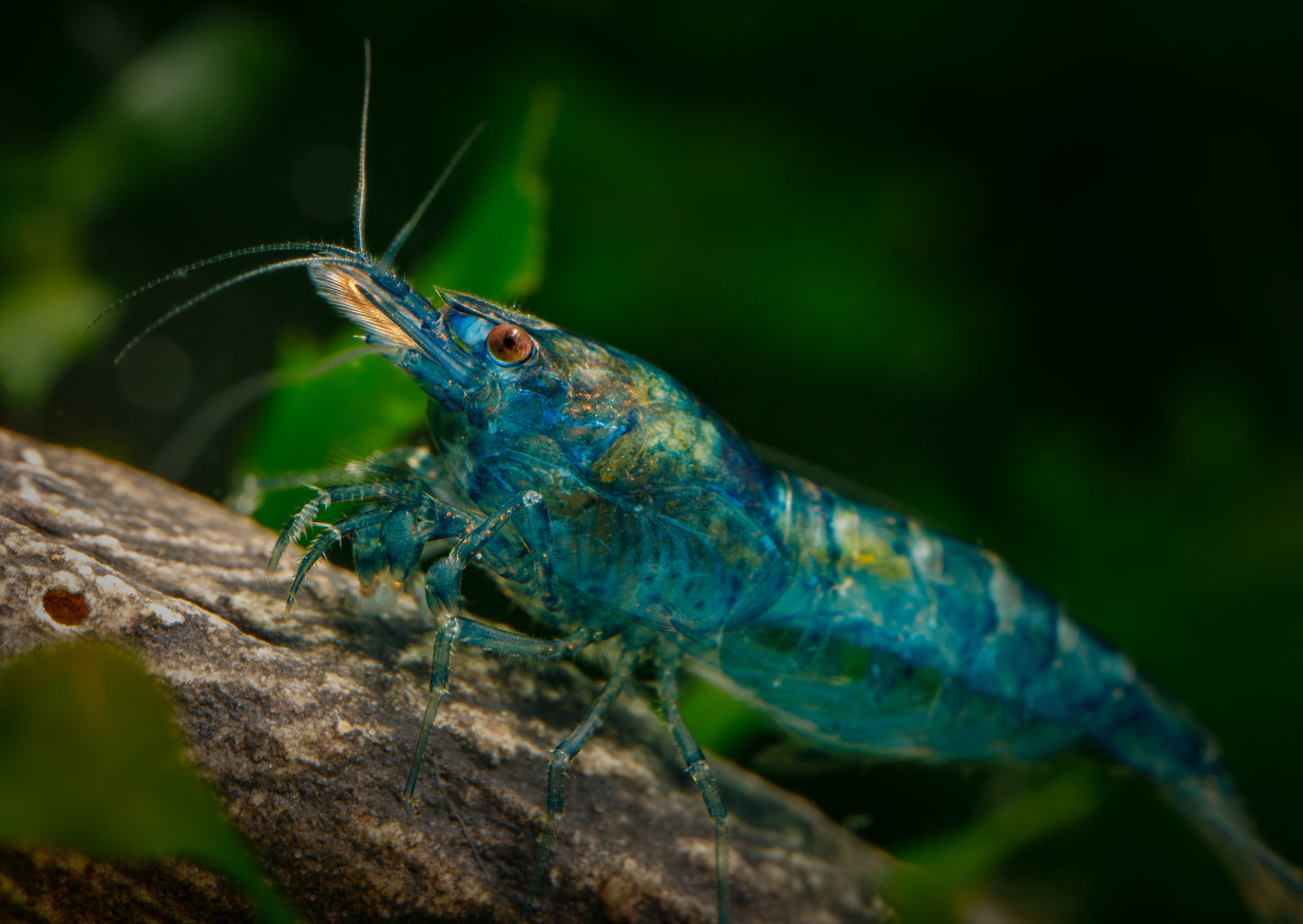 Blueberry Shrimp 5 Pack