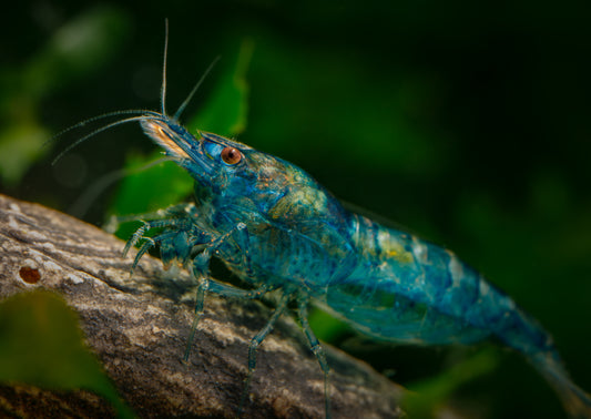 Blueberry Shrimp 5 Pack