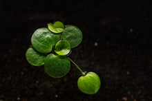 Amazon Frogbit Portion