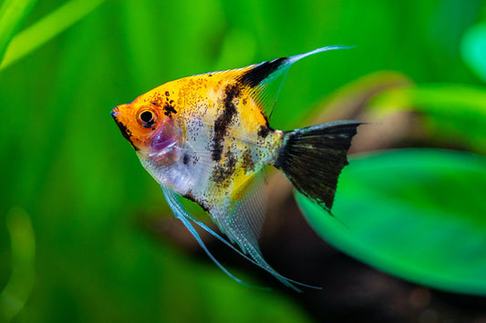Sunburst Koi Angelfish-2-3"