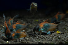 Red Sailfin Venezuelan Corys