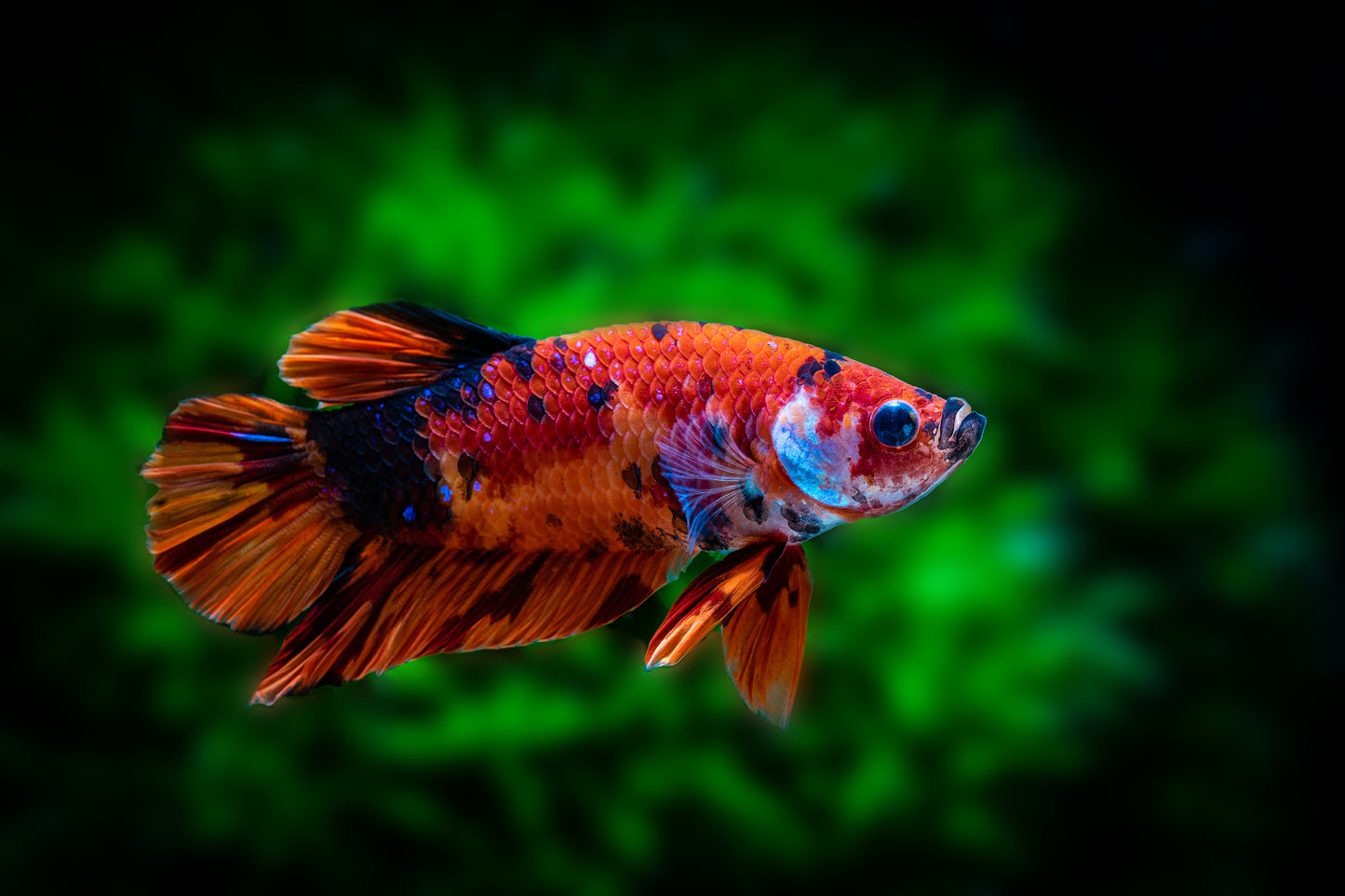 Galaxy Koi Betta Male