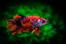 Galaxy Koi Betta Male