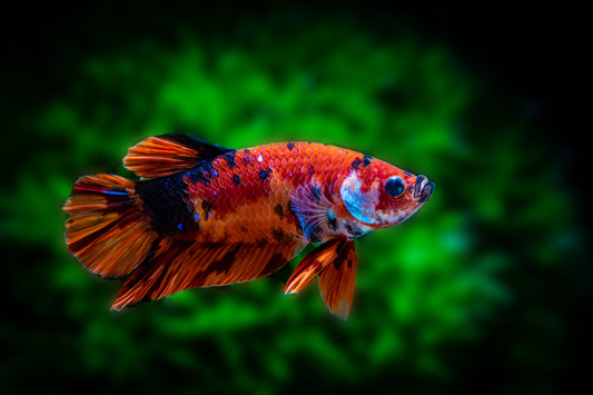 Galaxy Koi Betta Male