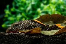 L177 Gold Seam Gold Nugget Pleco - M