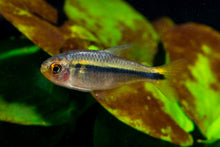 Fire Ant Tetra
