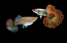 Red Dragon Halfmoon Guppy PAIR