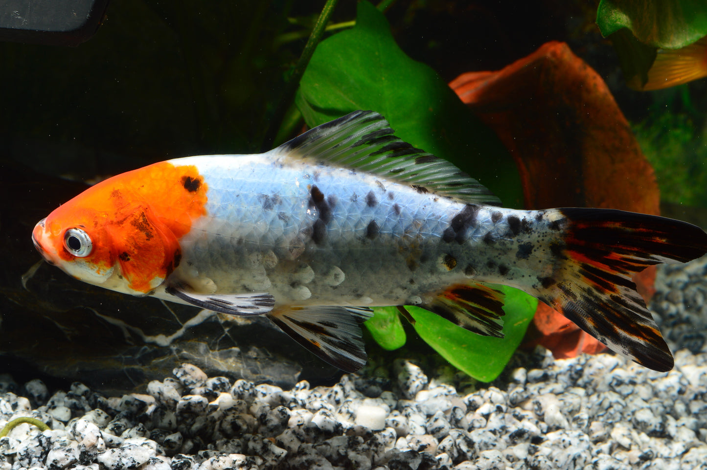 Shubunkin Goldfish 3-5"