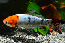 Shubunkin Goldfish 3-5"