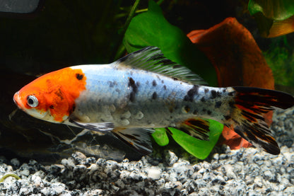 Shubunkin Goldfish 3-5"