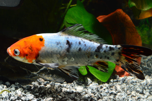 Shubunkin Goldfish 3-5"