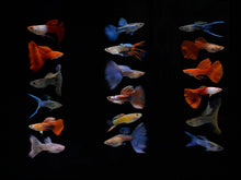 Assorted Guppy Male