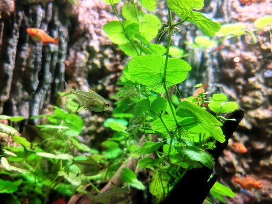 Brazilian Pennywort