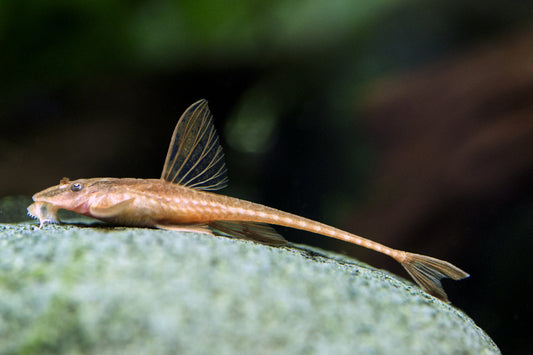 Red Lizard Catfish