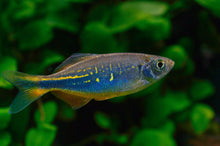 Malabar Danio