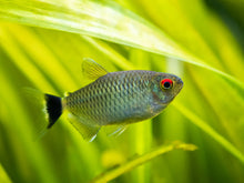 Red Eye Tetra