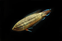 Spike-Tailed Paradise Fish