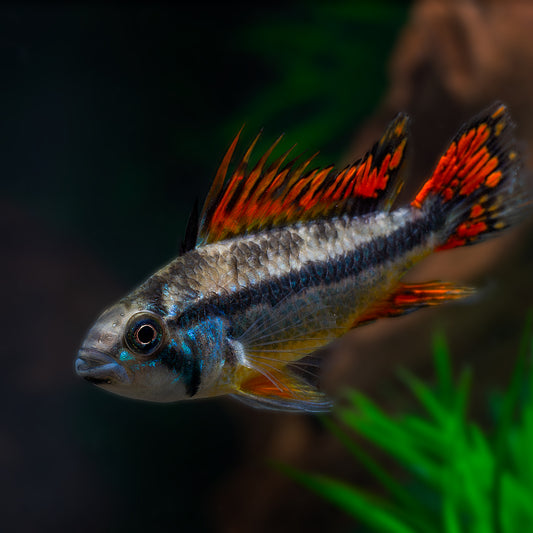 Apistogramma Cacatuoides Mega Red