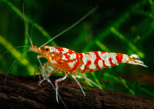 Red Fancy Tiger Shrimp