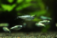 Gold Tetra- WILD Colombia