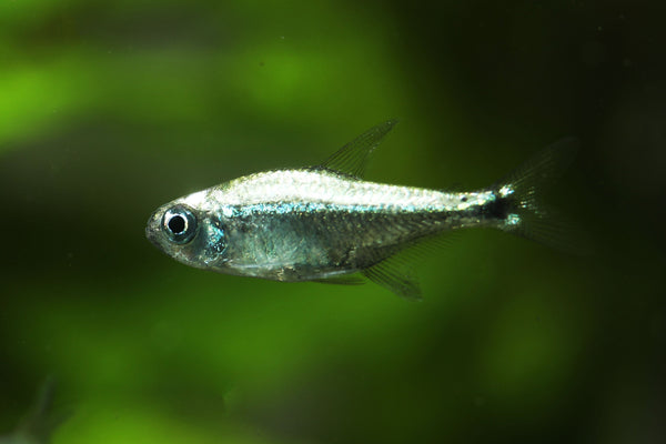 Gold Tetra – Nu Aqua