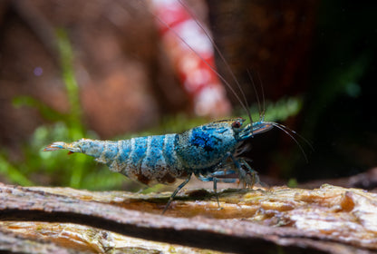 Blue Bolt Shrimp