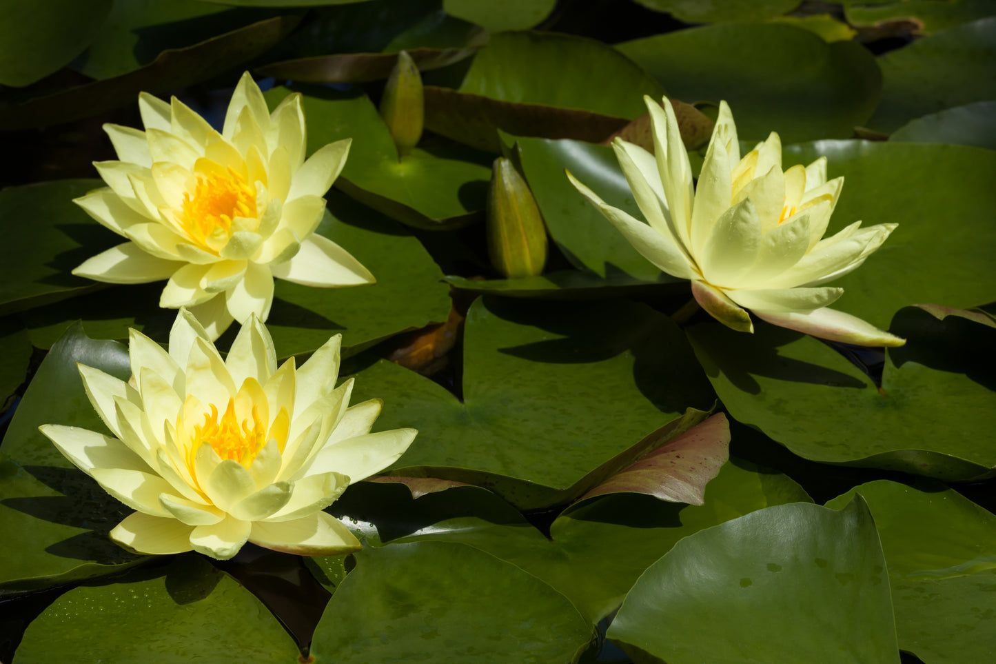 Hardy Water Lillies - Packaged