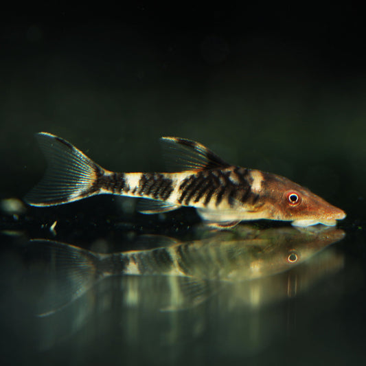 Orange Zebra Otocinclus