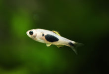 African Butterfly Barb