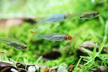 Sawbwa Rasbora