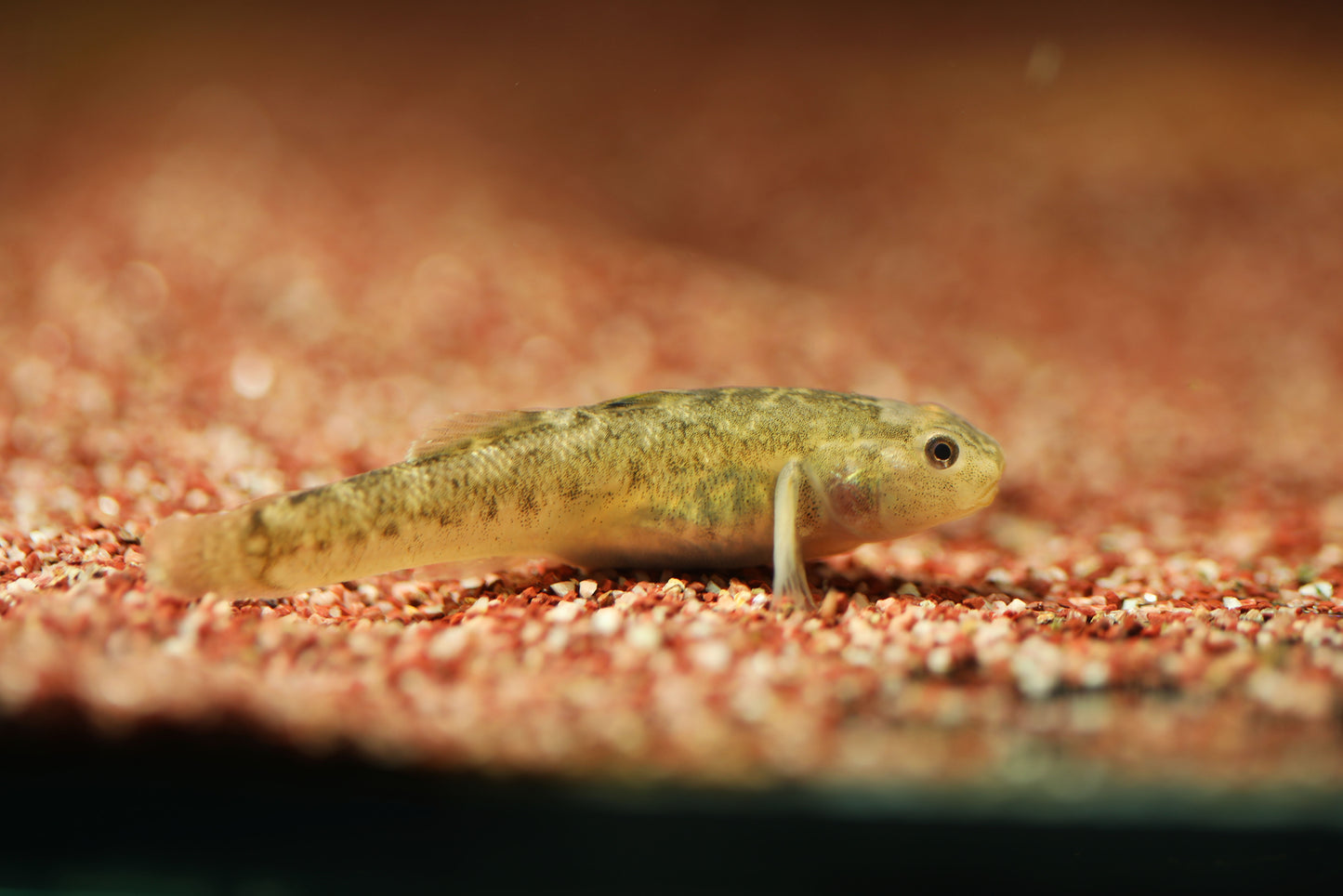 Desert Goby
