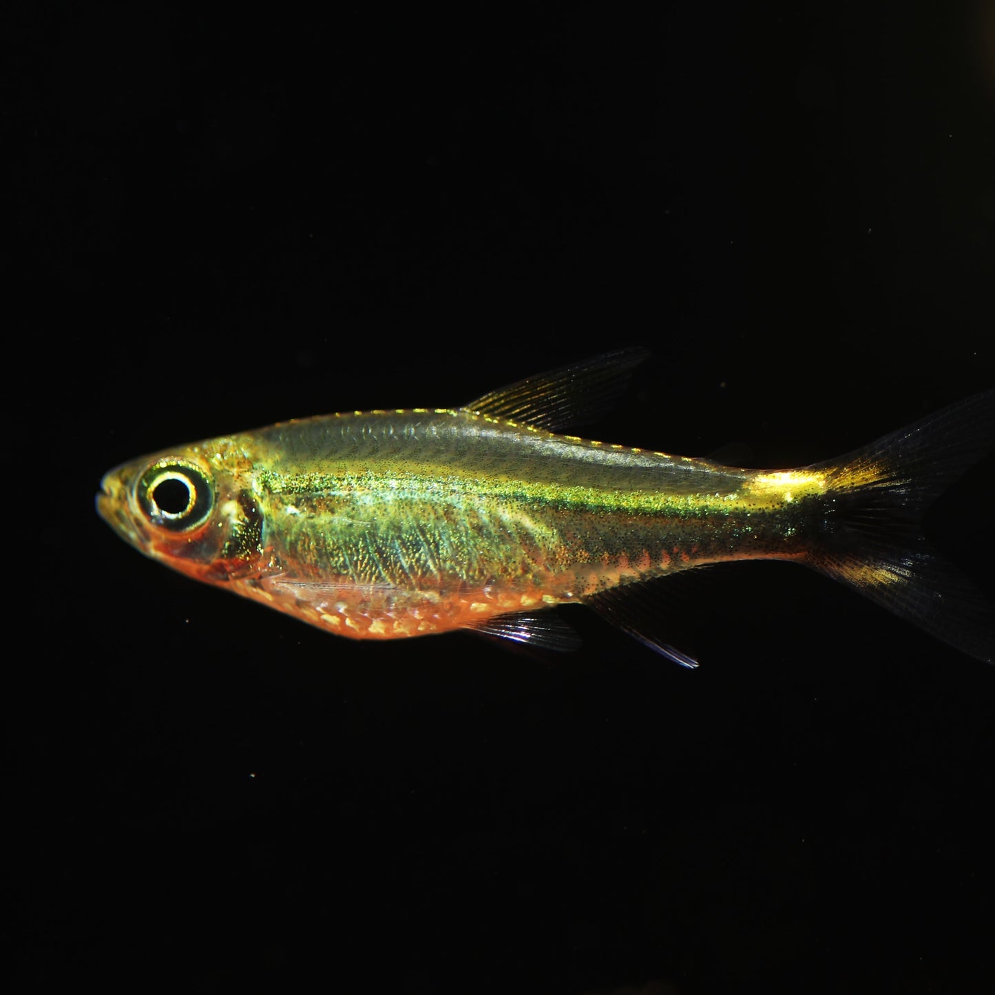 Costello Tetra